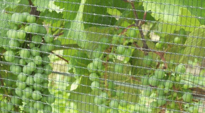 Anti Bird Nets - Menorah Safety Nets