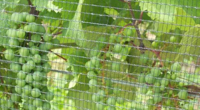 Anti Bird Nets - Menorah Safety Nets